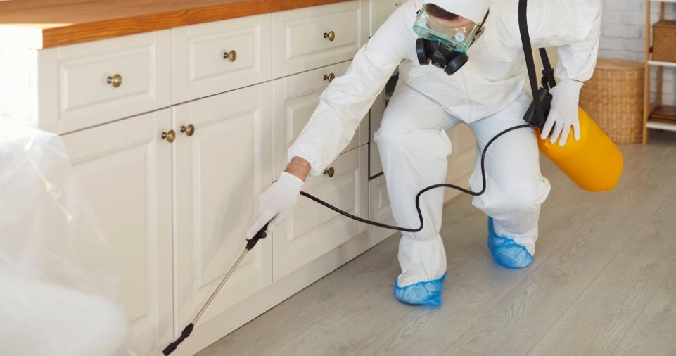 Pest Control Services Across Essex